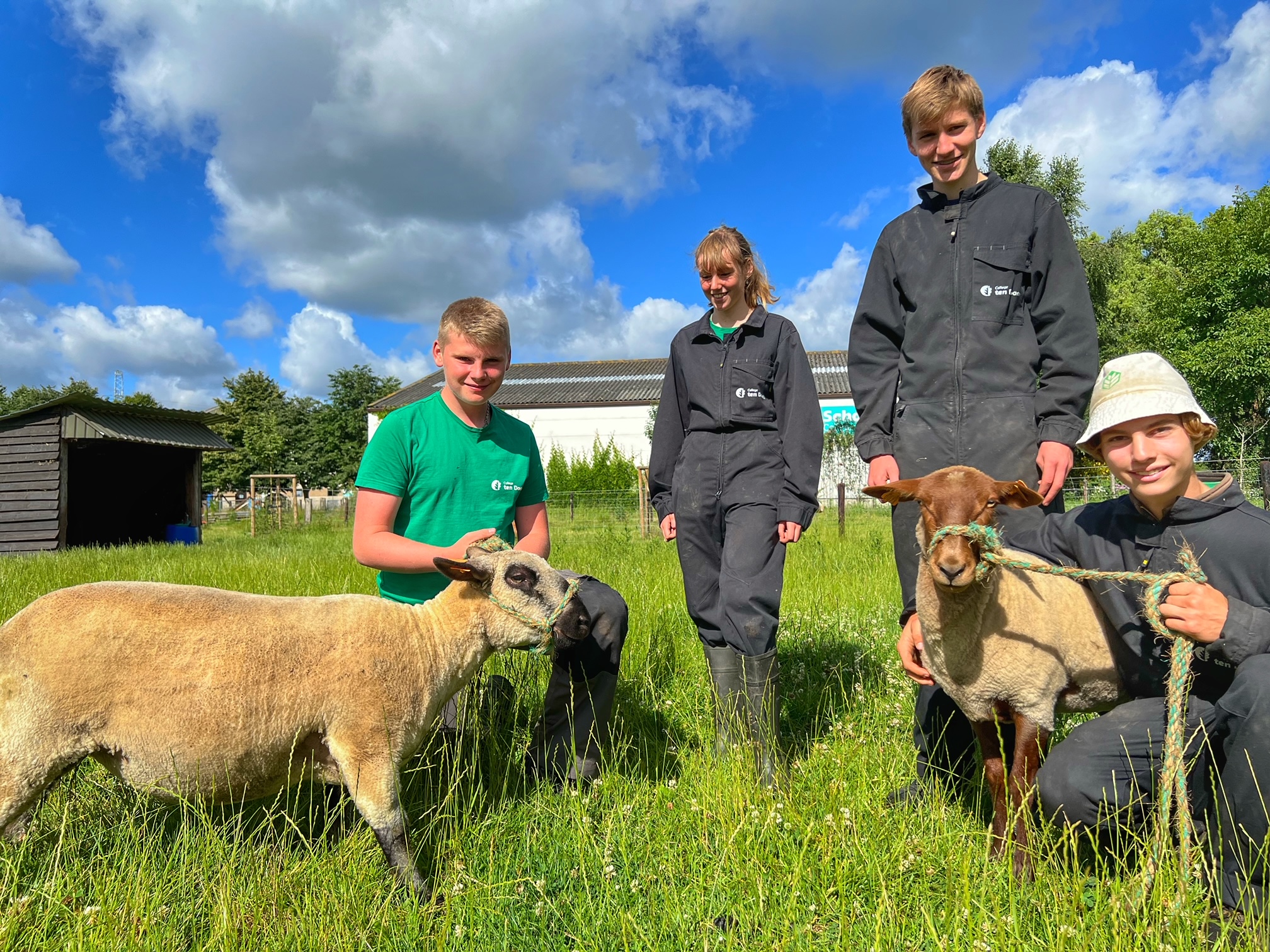 schapen_schoolhoeve_juli_2022.jpg