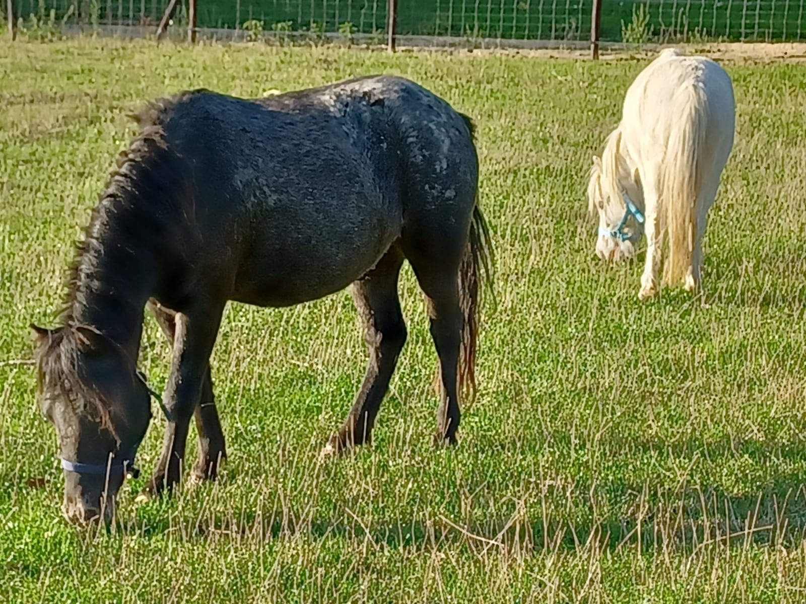 Roberto en moonlight op de schoolhoeve