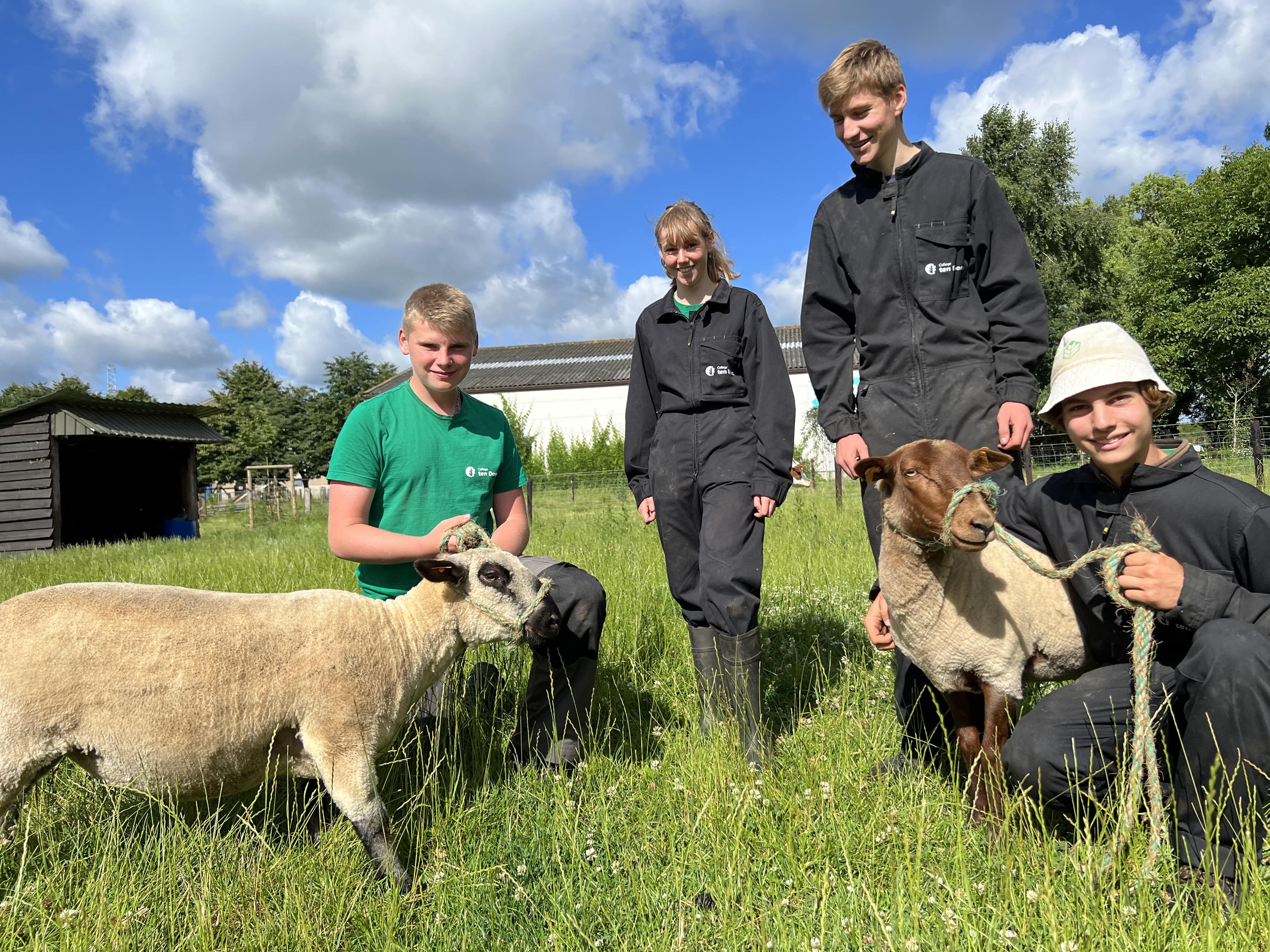 schapen schoolhoeve